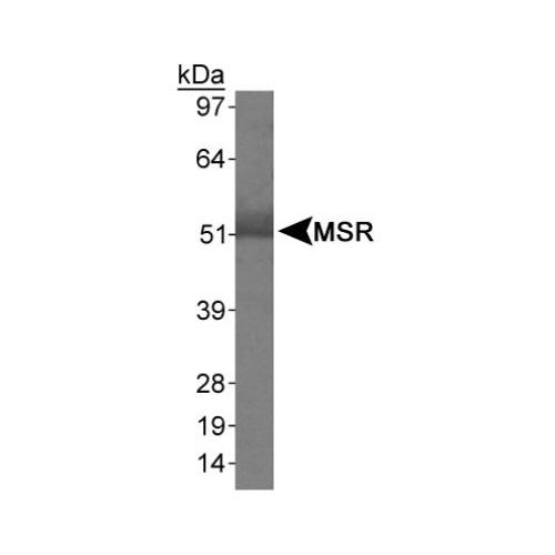 Macrophage Scavenger Receptor I antibody