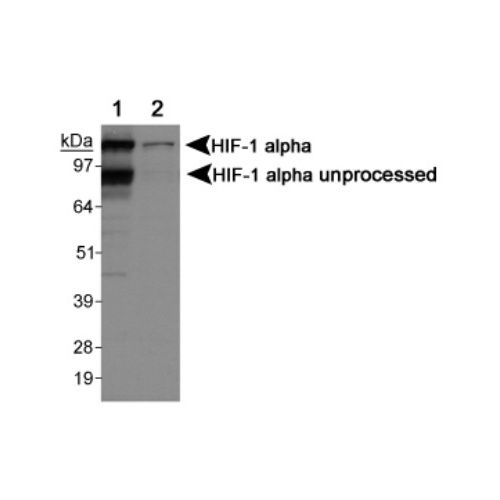 Hypoxia-inducible factor 1-alpha antibody