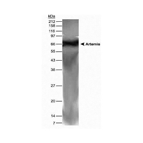 Protein artemis antibody
