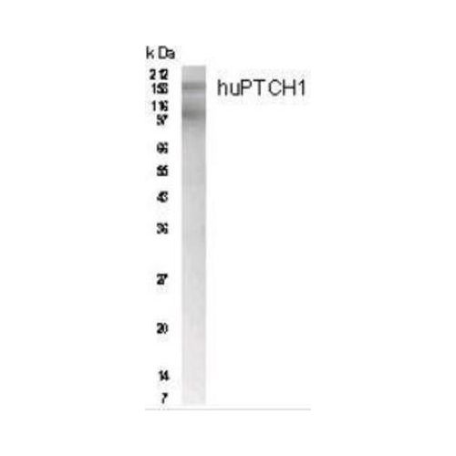 Patched 1 antibody