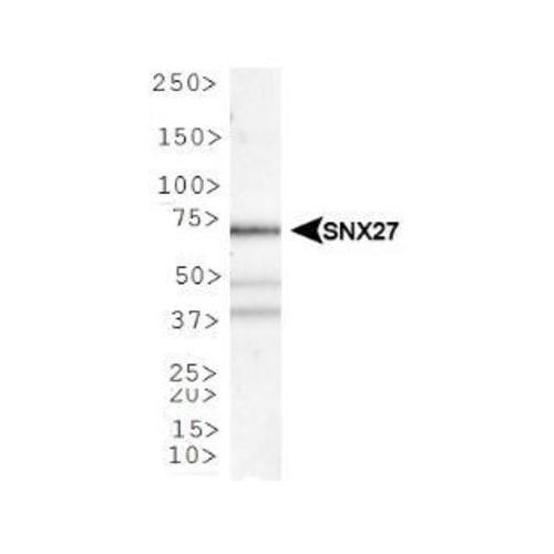 SNX27 antibody