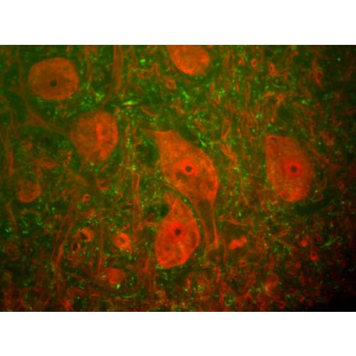 Neurofilament heavy chain (NF-H) antibody