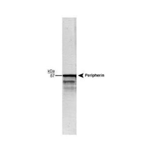 Peripherin antibody