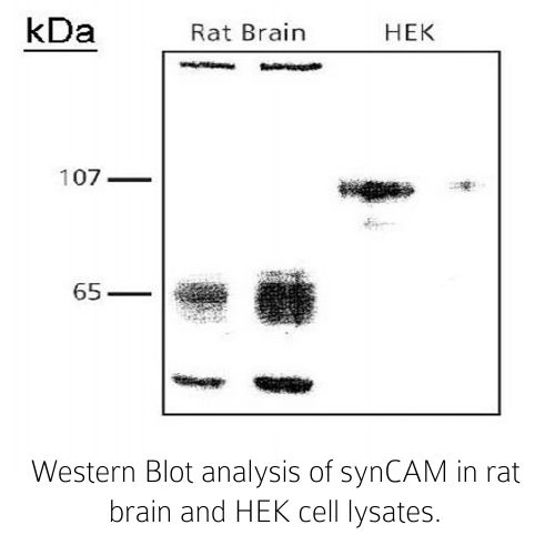 SynCAM antibody