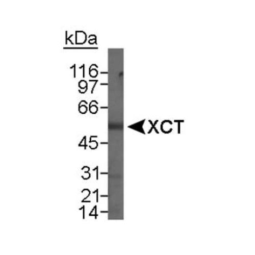 xCT antibody