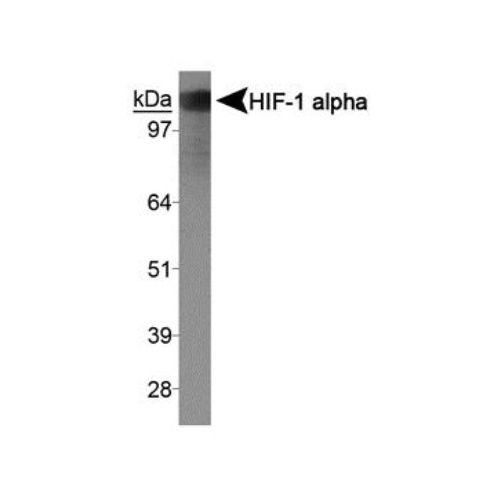 Hypoxia-inducible factor 1-alpha [exon 9] antibody