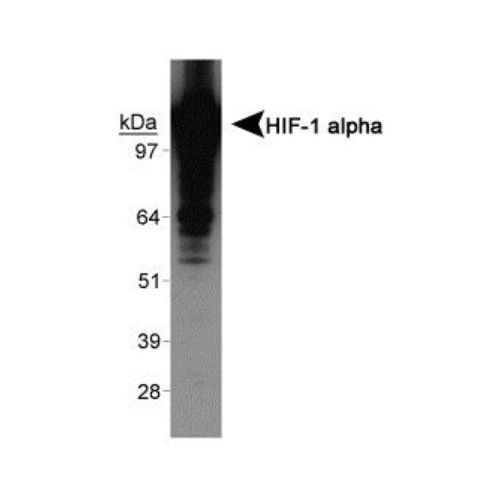 Hypoxia-inducible factor 1-alpha [exon 12] antibody