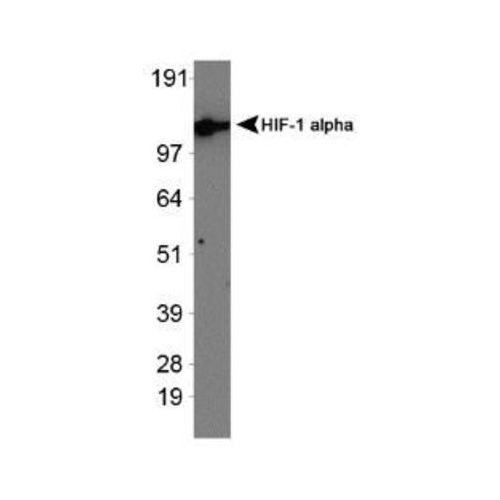 Hypoxia-inducible factor 1-alpha [exon 13] antibody