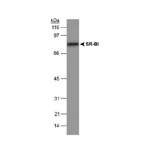 Scavenger receptor class B member 1 (SR-BI) antibody