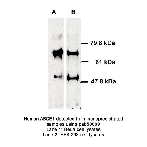 ATP-binding cassette sub-family E member 1 antibody