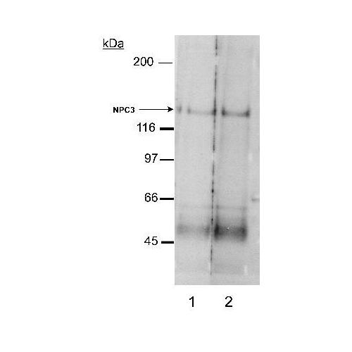 Niemann-Pick type C1 Like-1 (NPC1L1) antibody