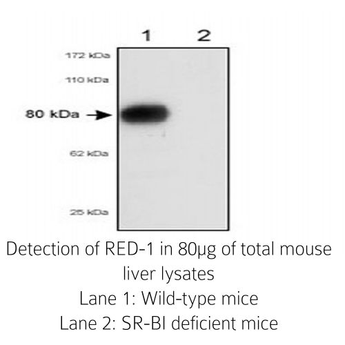 SR-BI/SR-BII antibody