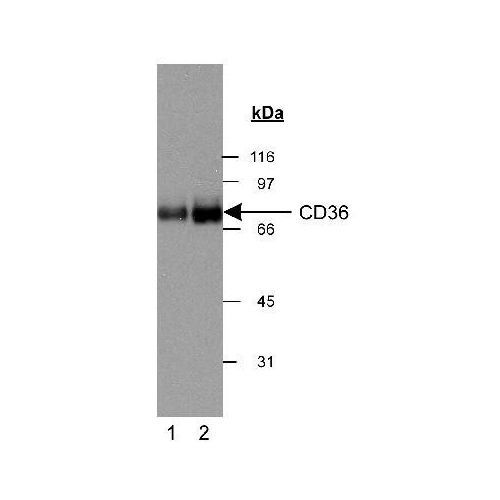 CD36 antibody