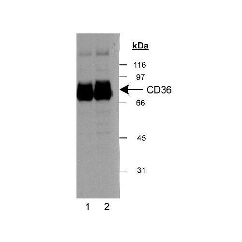 CD36 antibody