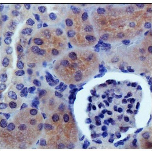 PDZK1 antibody