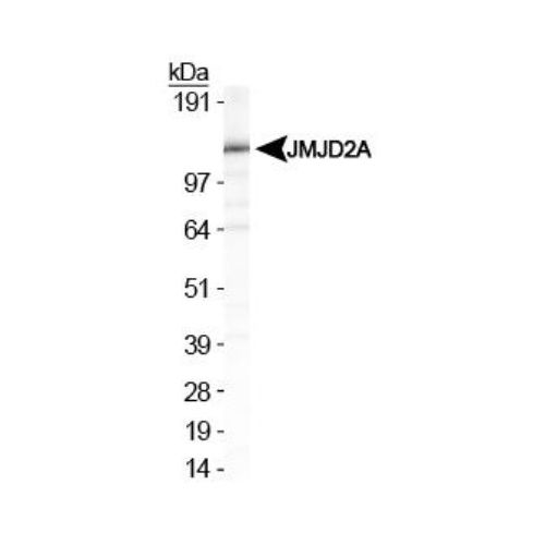 JMJD2A antibody
