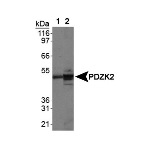 IKEPP antibody