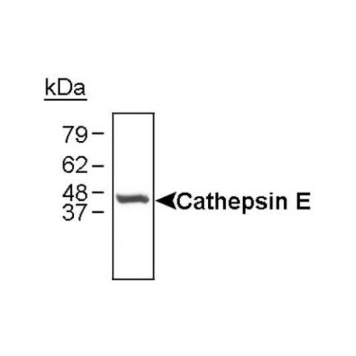 Cathepsin E antibody