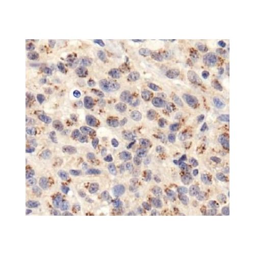 TGN46 antibody
