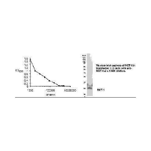 MCT1 antibody