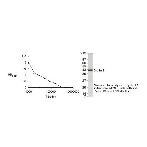 G1/S-specific cyclin-E1 antibody