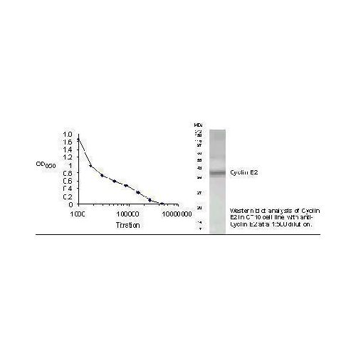 G1/S-specific cyclin-E2 antibody