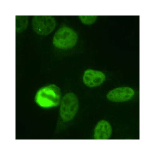 NuMA antibody