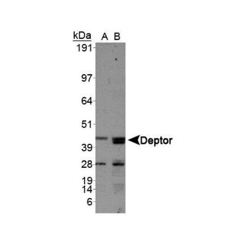DEP domain-containing mTOR-interacting protein antibody