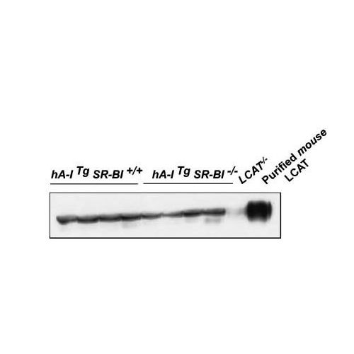 LCAT antibody