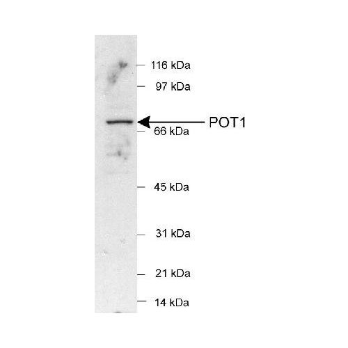 POT1 antibody