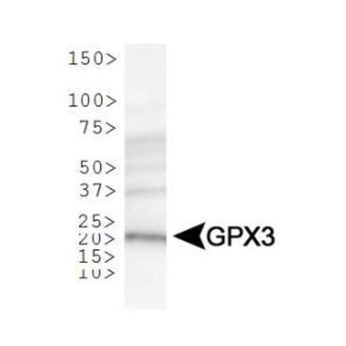 Glutathione Peroxidase 3 antibody