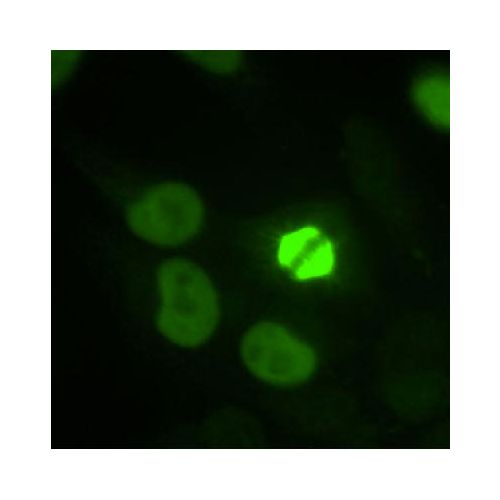 TPX2 antibody