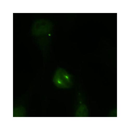 Kif2a antibody