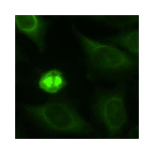 Eg5 antibody