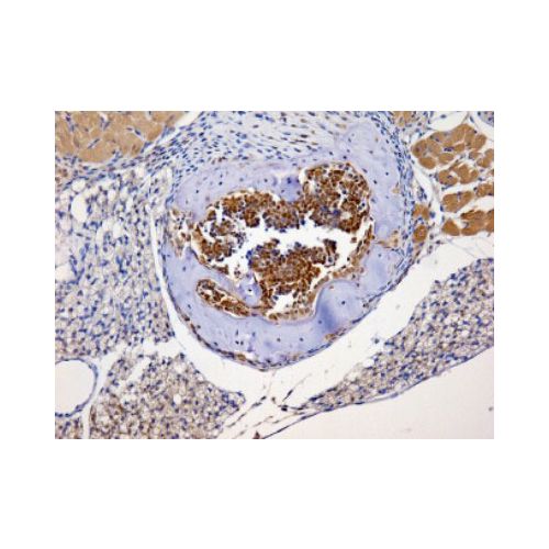 NBS1 antibody
