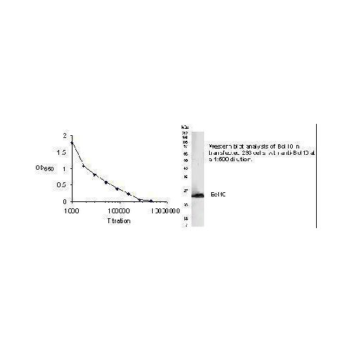 B-cell CLL/lymphoma 10 (Bcl-10) antibody