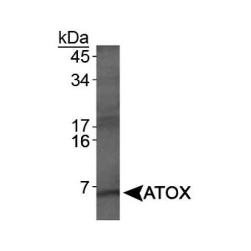 ATOX1 antibody
