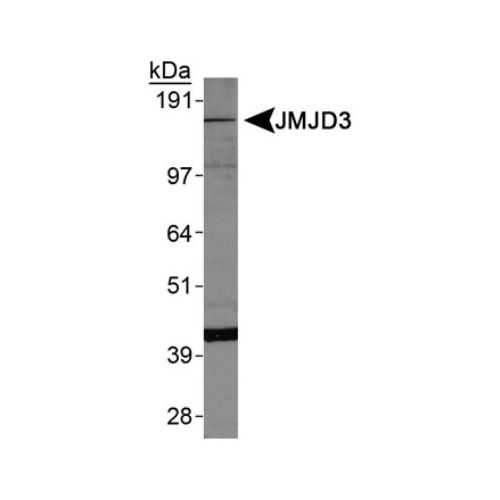 JMJD3 antibody