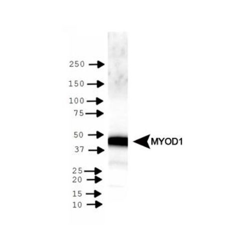 MyoD1 antibody