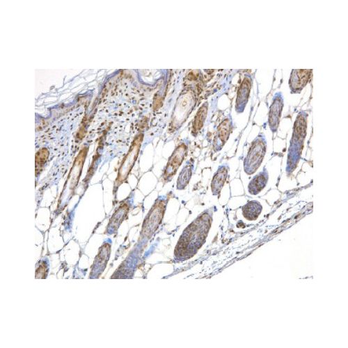 NBS1 antibody