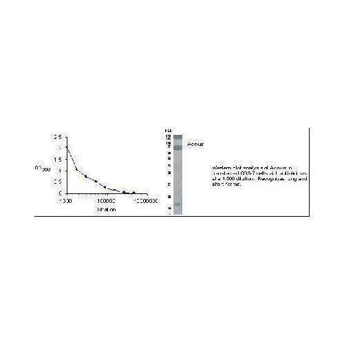 Acinus antibody