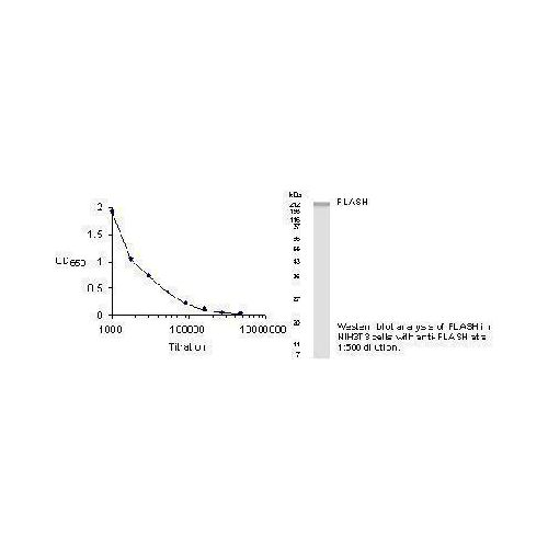 FLASH antibody