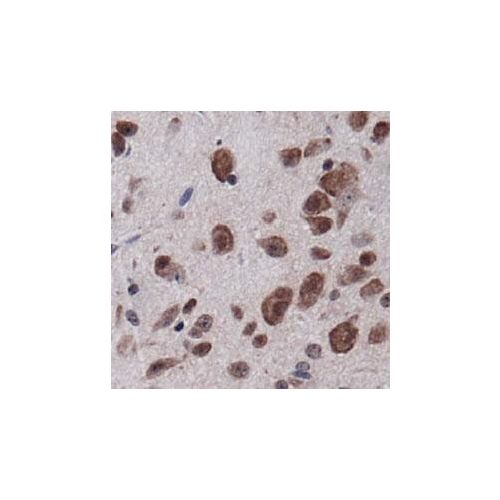 CD31/PECAM-1 antibody