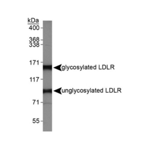 LDL Receptor antibody