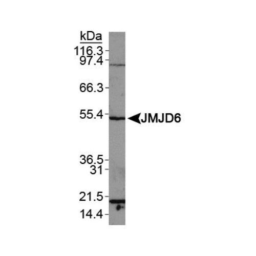 JMJD6 antibody