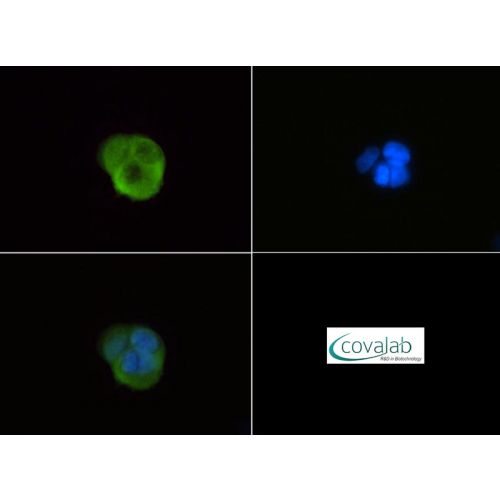 G0/G1 switch protein 2 antibody