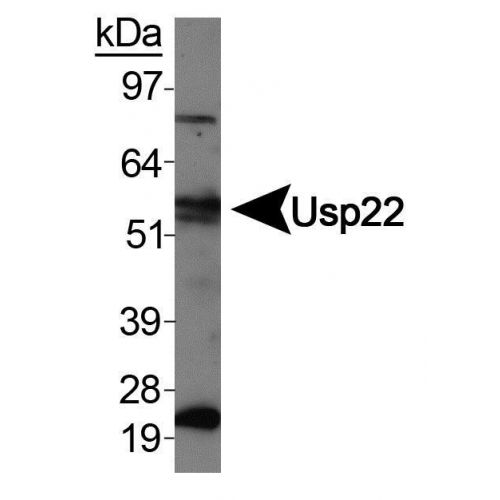 USP22 antibody