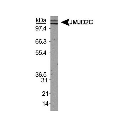 JMJD2C antibody