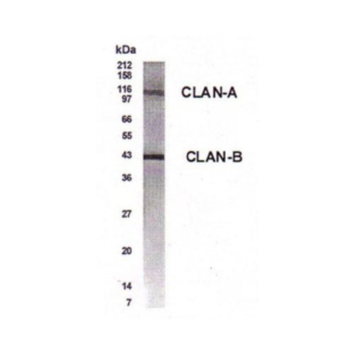 NLR family CARD domain-containing protein 4 antibody