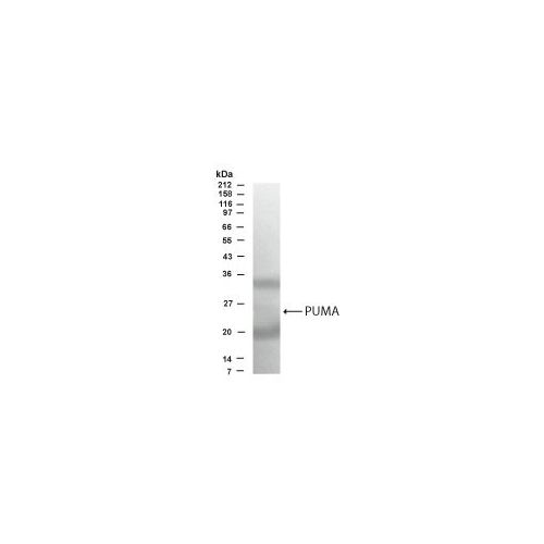 PUMA antibody